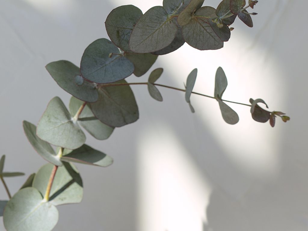 Up close of a eucalyptus plant