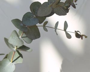 Up close of a eucalyptus plant