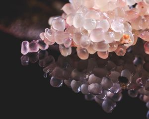 Close up of the pulp of a caviar lime.