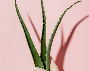 aloe