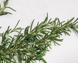 Springs of rosemary on a white background.