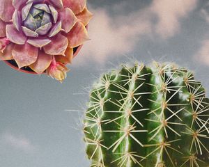 Best Succulent Subscription Boxes of 2022